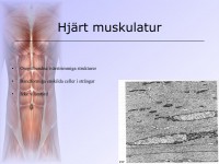 /album/hjartmuskulatur/a6-musklerna-012-jpeg1/